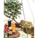تراریوم بونسای نارون - Image 2