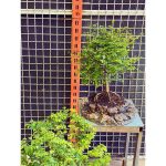 بونسای نارون تنه دار