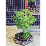 بونسای نارون تنه دار - Image 2