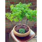 طرح جنگل افرا