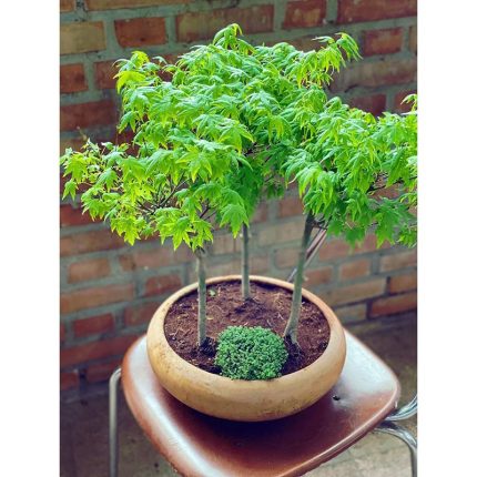 طرح جنگل افرا