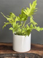 گیاه برگ انجیری طلایی (برگ انجیری سلوم)