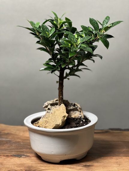 بنسای رتوزا