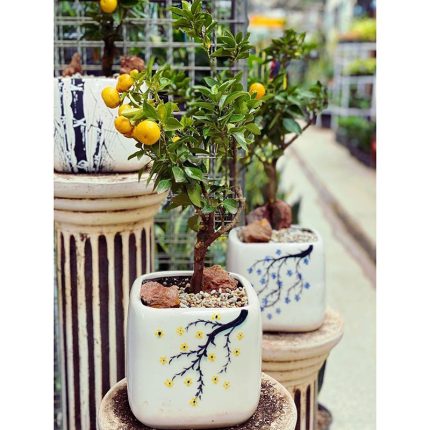 بونسای پرتقال مینیاتور