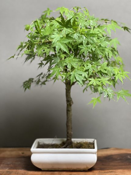 بونسای افرای هفت رنگ