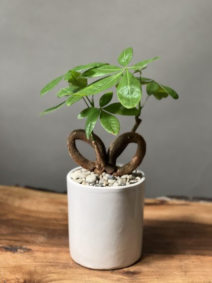 بنسای پاچیرا تنه پیچیده