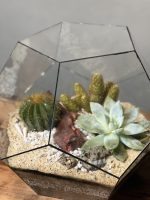 تراریوم کاکتوس شیشه ای - Image 4