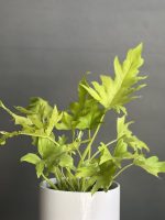 گیاه برگ انجیری طلایی (برگ انجیری سلوم) - Image 3