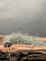 تیلادنسیا خزه اسپانیایی - Image 4