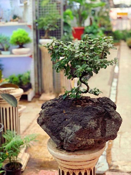 بنسای کارمونا