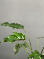 گیاه برگ‌ انجیری فر مینیاتور (سلوم) - Image 4