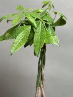 بونسای پاچیرا بافت - Image 3