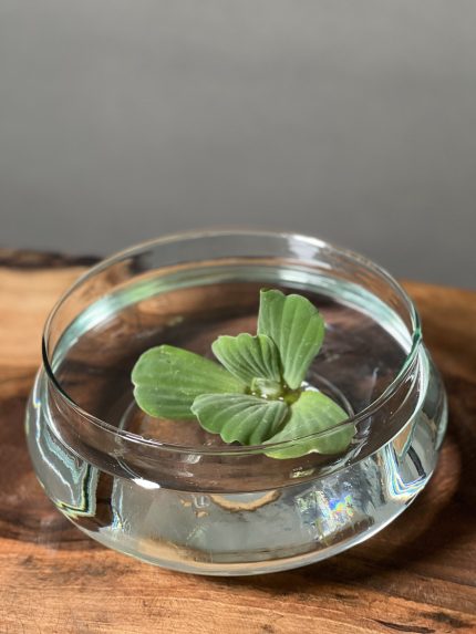 گیاه کاهوی آبی