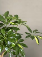 بونسای شفلرا - Image 4