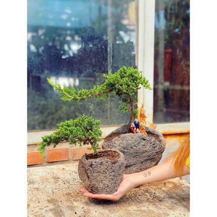 بونسای جونی پروس