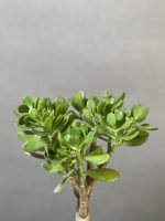 بونسای کراسولا یشم - Image 3