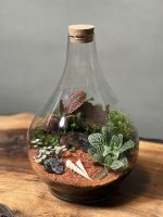 تراریوم طرح آمازون - Image 2