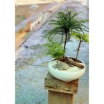 بونسای آروکاریا + گرتی(مارچوبه)یکی از زیباترین، پرطرفدارترین و پرفروش ترین بنسای های فروشگاه پلنت لند تهران می باشد. بن سای از ترکیب دو کلمه