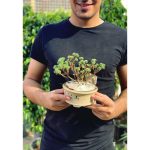سدم کاجی - سدم بنسای