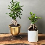 دو عدد بونسای فیکوس رتوزا رومیزی