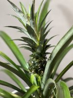 گل آناناس - Image 3
