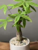 پاچیرا تک تنه - Image 2
