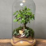 تراریوم بنسای فیکوس