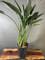 گل پرنده بهشتی