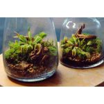 تراریوم ونوس حشره خوار