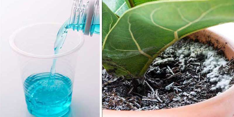 روش هایی برای از بین بردن قارچ گلدان