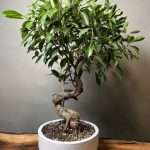 بنسای فیکوس رتوزا تنه S (جنسینگ)