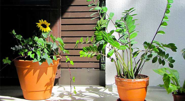 بهترین زمان برای تعویض گلدان