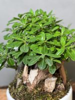 بنسای پیتسپروم تنه دیزاین - Image 4