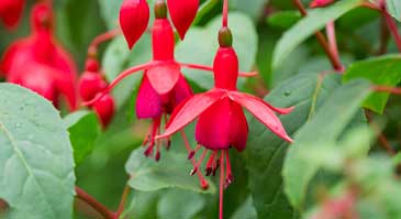گل گوشواره یا فوشیا