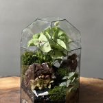 تراریوم گنبدی طرح سینگونیوم
