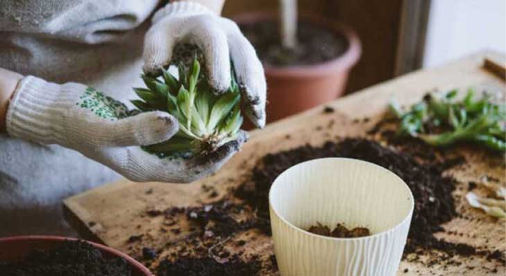 زمان تعویض گلدان گیاه چه موقع است؟