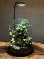 تراریوم لاکچری بنسای فیکوس رتوزا + استند نور - Image 4