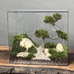 وابی کوزا طرح سینگل تری (تراریوم)