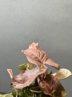 سینگونیوم صورتی مینیاتور (سینگونیوم استرابری) - Image 3