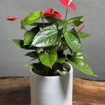 گیاه آنتریوم