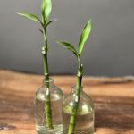 بچه بامبو (بامبو رومیزی - Baby Bamboo)