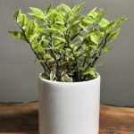 گیاه پدیلانتوس