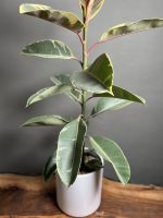 فیکوس الاستیکا یاقوتی (ابلق) - Image 4