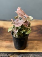 سینگونیوم صورتی مینیاتور (سینگونیوم استرابری)