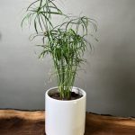 گیاه نخل مرداب