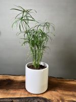 گیاه نخل مرداب