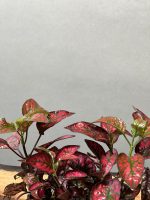 گیاه گل سنگ قرمز - Image 3
