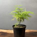 گیاه مارچوبه (اسپاراگوس - گرتی)
