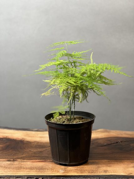 گیاه مارچوبه (اسپاراگوس - گرتی)