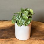 گیاه پپرومیا هندونه ای